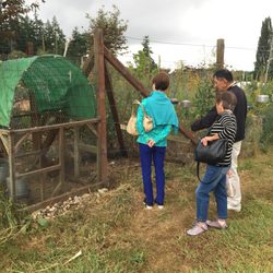 South Whidbey Tilth - Chickens!