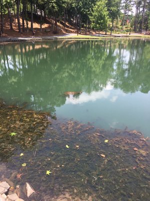 ROSWELL AREA PARK - Updated May 2024 - 74 Photos & 33 Reviews - 10495