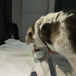 Tonys Coneys - Child's ice cream in a dish- aka doggy dish of ice cream.