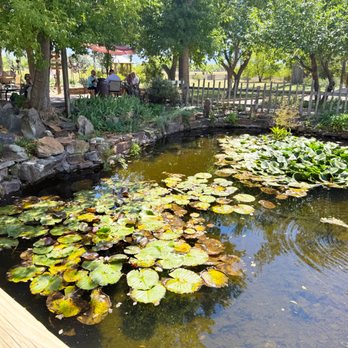 Farmhouse Cafe and Bakery - the coy pond near the cafe entrance. - Cafes Near Me - Taos, New Mexico