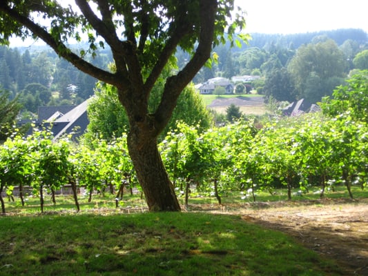 Springhill Cellars Winery (Open May-December) by null