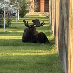 Yellowstone Trail RV Park - Moose in the RV park