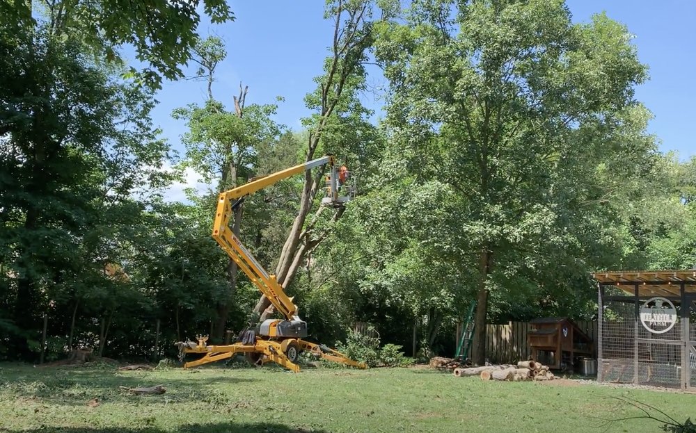 Landscape Giants - tree service in Greenville , SC