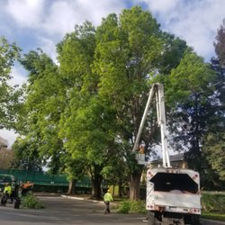 Bridgewood Tree Care - Crew trimming trees