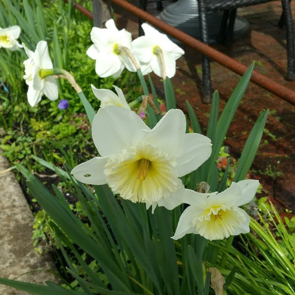 McMenamins High Street Brewery & Cafe - Daffodils out front - American Near Me - Eugene, Oregon McMenamins High Street Brewery & Cafe - Daffodils out front - American Near Me - Eugene, Oregon