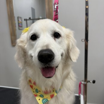 Wag This Way Pet Spa - Pet Groomers Near Me - Turlock, California Wag This Way Pet Spa - Pet Groomers Near Me - Turlock, California