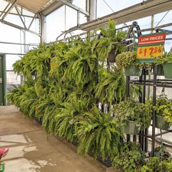 H E B Plus - Ferns. - Grocery Near Me - Kyle, Texas
