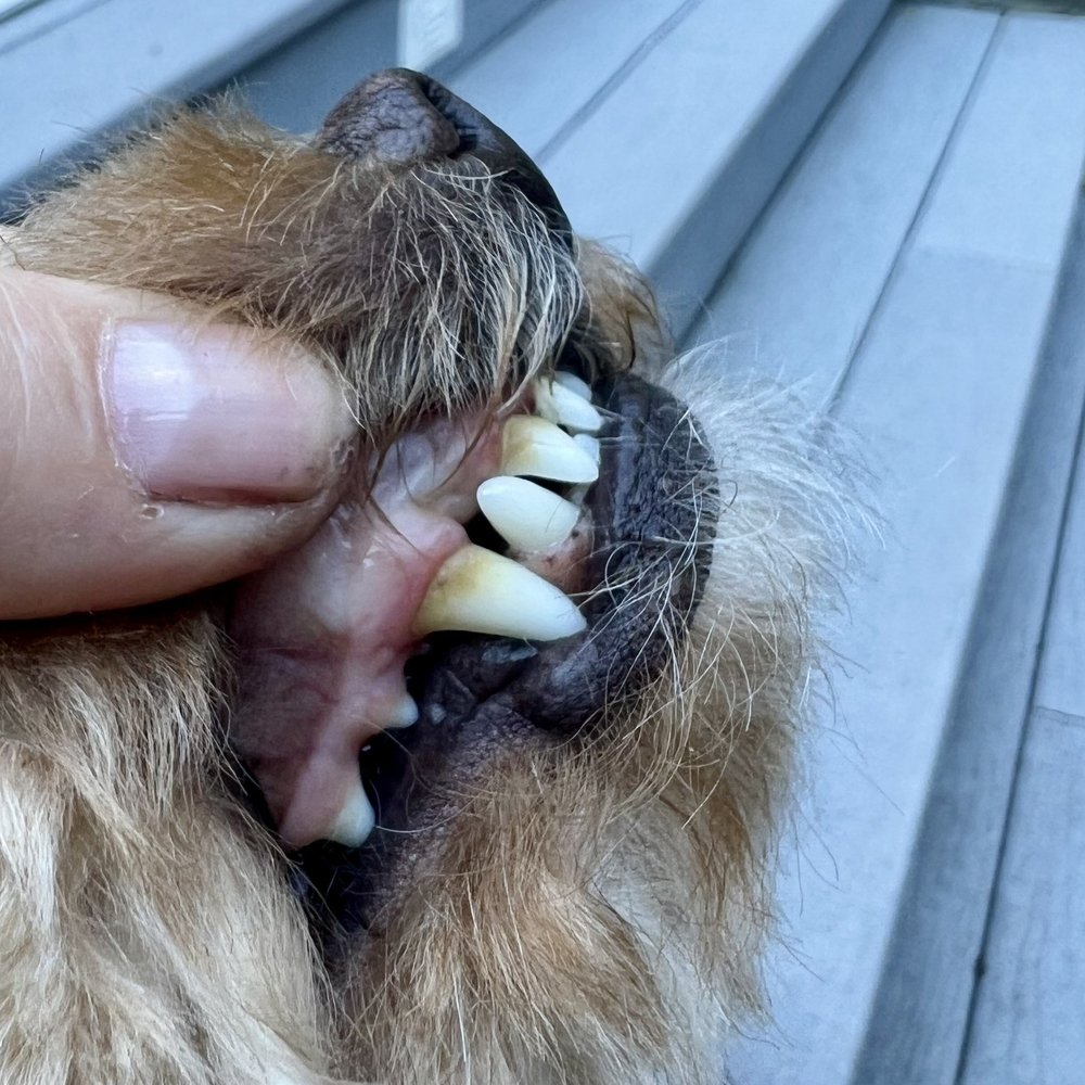 Petco - We paid for a teeth cleaning, which clearly didn't happen - Pet Stores Near Me - Burbank, California Petco - We paid for a teeth cleaning, which clearly didn't happen - Pet Stores Near Me - Burbank, California