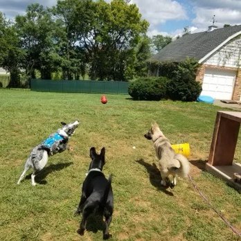 Raja and the Ruff - Pet Training Near Me Raja and the Ruff - Pet Training Near Me