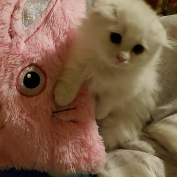 Pint Size Katz Cattery - Pet Breeders Near Me - Surrey, British Columbia Pint Size Katz Cattery - Pet Breeders Near Me - Surrey, British Columbia