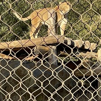 Maryland Zoo in Baltimore - Lion - Zoos Near Me - Baltimore, Maryland