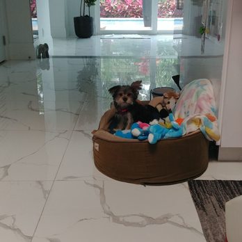 Florida Puppies Online - Pet Adoption Near Me - Naples, Florida Florida Puppies Online - Pet Adoption Near Me - Naples, Florida