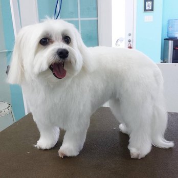 Poochies Paradise Spa - Pet Sitting Near Me - Markham, Ontario