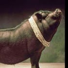 La Prosciutteria Crudi e Bollicine Siena by null