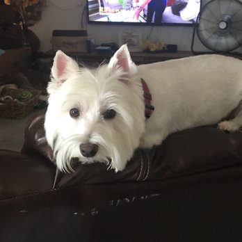 Elite Paw Spa - Franny - Pet Groomers Near Me - Mesa, Arizona