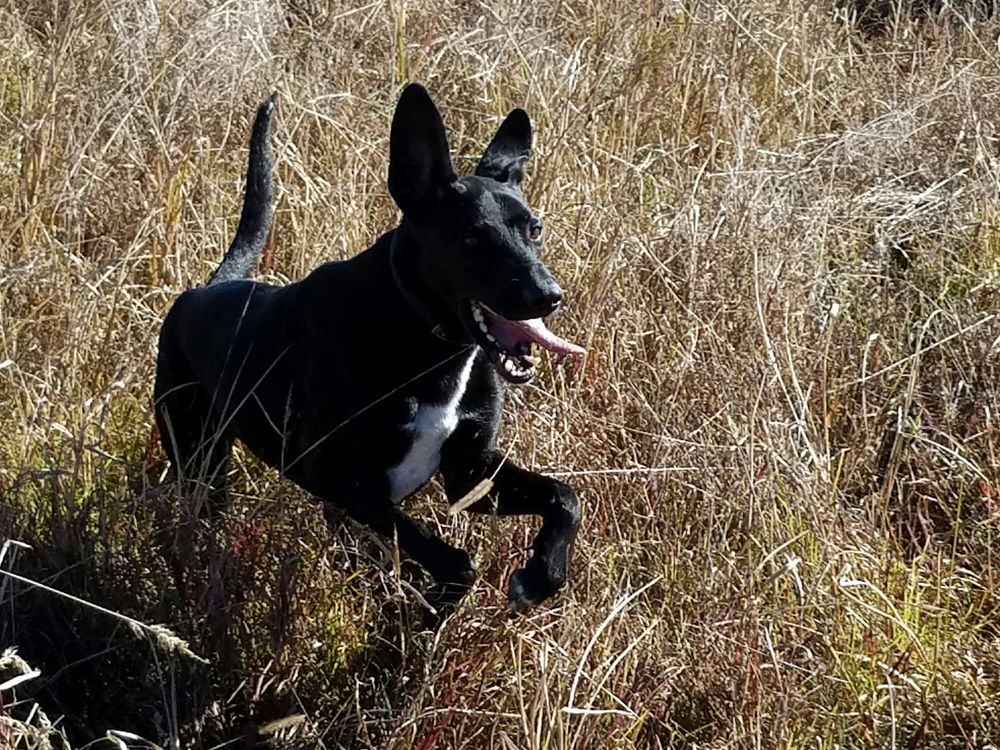 WALKER’S KENNELS Updated April 2024 12086 E Base Rd, Seymour