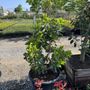 Photo of All Season Nursery