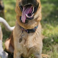 Cause & Effect Dog Training - Hans on a pack walk with Kathy off leash and loving life