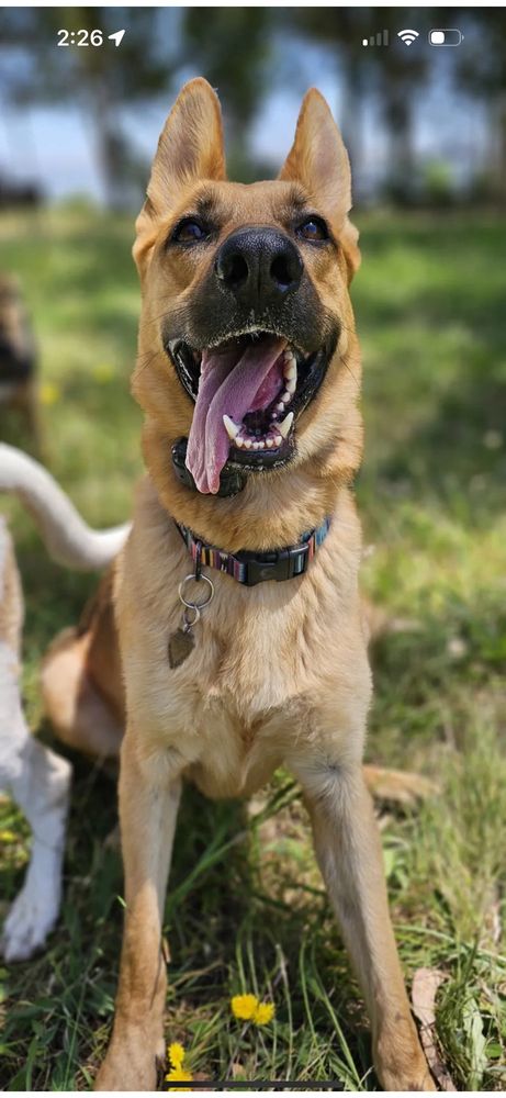 Cause & Effect Dog Training - pet boarding facility in Berkeley, CA