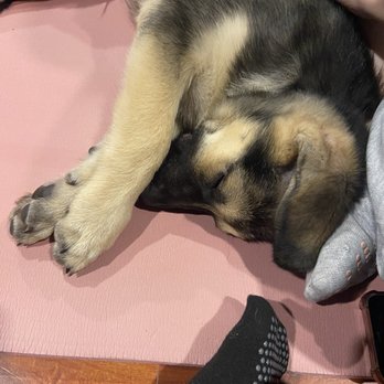 Inner Diva Studios - Puppy from the puppy yoga session - Dance Studios Near Me - Austin, Texas