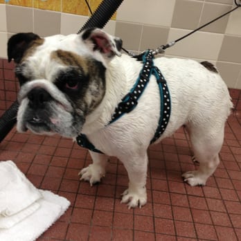 Pet Food Express - Cuca loves herself a bath! It's drying time! - Pet Stores Near Me - Campbell, California Pet Food Express - Cuca loves herself a bath! It's drying time! - Pet Stores Near Me - Campbell, California