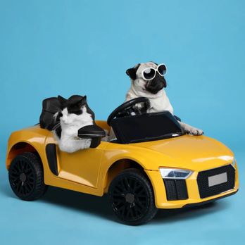 Two by Two Pet Support - Pet Transportation Near Me - Las Vegas, Nevada