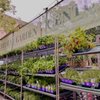 Chelsea Garden Center- Williamsburg gift card