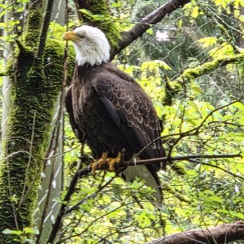 Oregon Zoo - Bald eagle - Zoos Near Me - Portland, Oregon