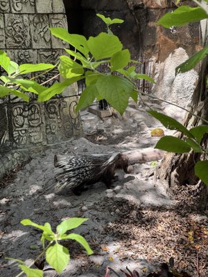 Palm Beach Zoo & Conservation Society by null