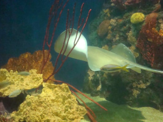 Aquarium of Veracruz by null