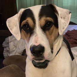 Columbo Columbo