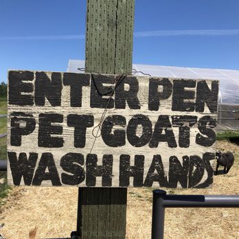 Thistledown Farm - Goats - Fruits & Veggies Near Me - Junction City, Oregon Thistledown Farm - Goats - Fruits & Veggies Near Me - Junction City, Oregon