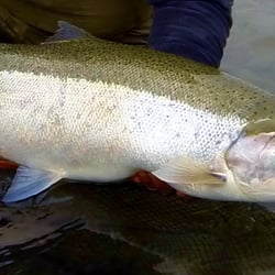 January Sol Duc Steelhead
