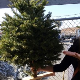 Cute tree! Cute tree!