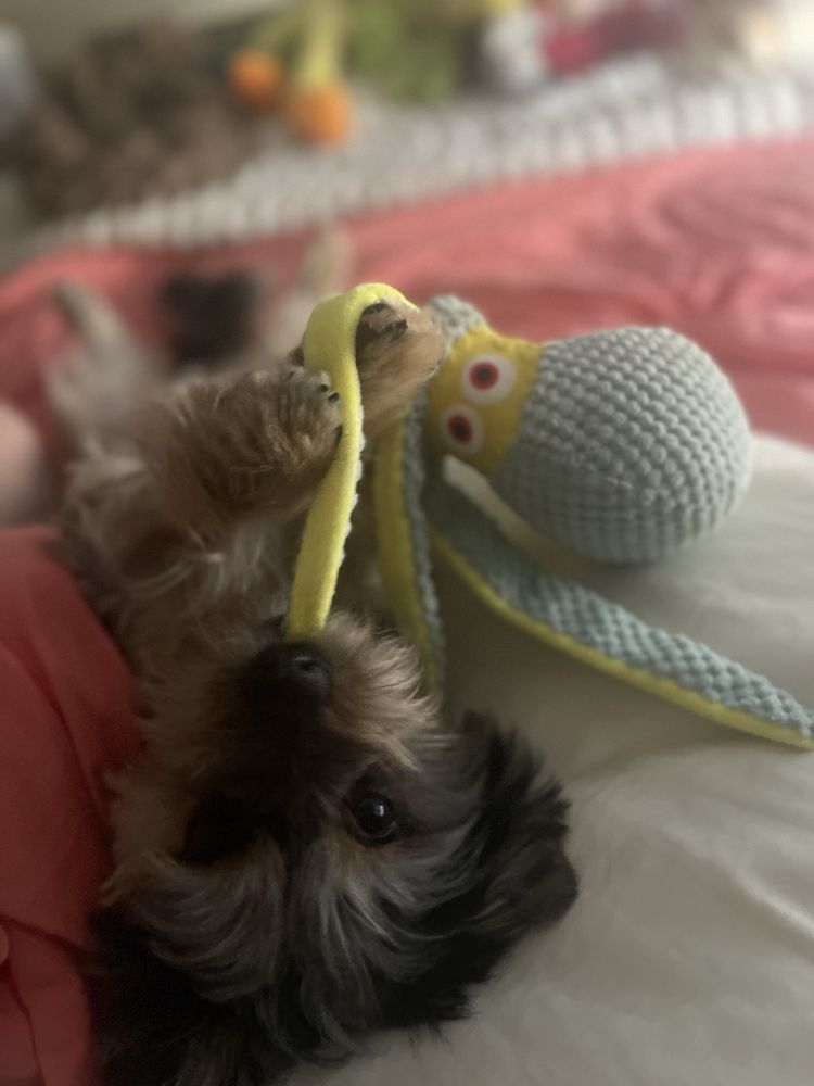 REBEL TAILS Updated September 2024 15 Photos 1901 NW Cary Pkwy