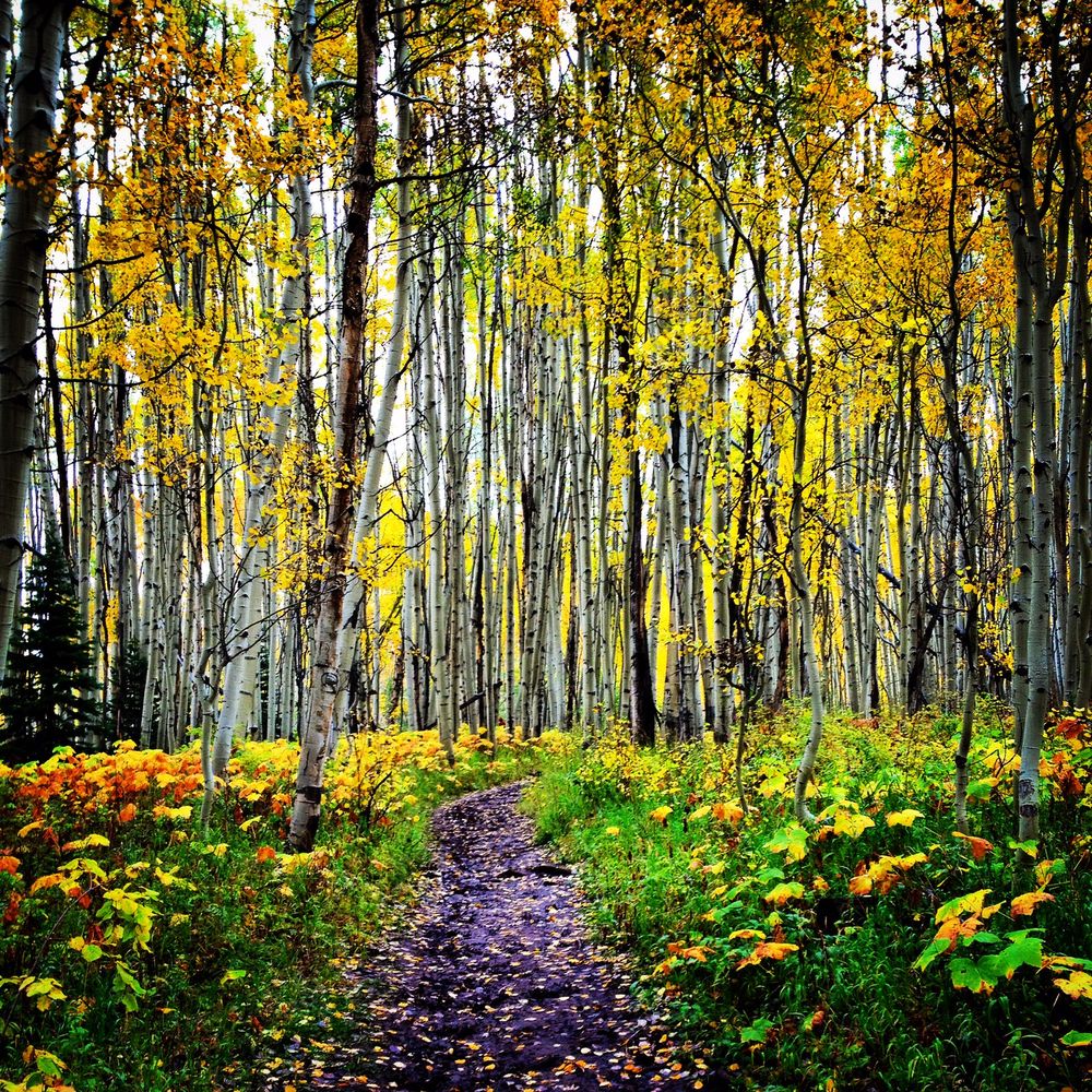 CARRIE KELLER WILLIAMS TOP OF THE ROCKIES 310 Highway 40