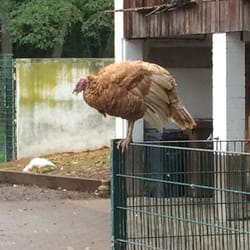 Tierpark Hattersheim