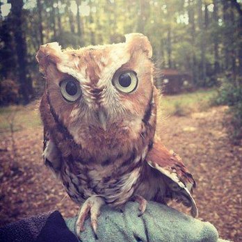 Piedmont Wildlife Center - Otus, the Eastern screech-owl at Piedmont Wildlife Center - Kids Activities Near Me - Durham, North Carolina Piedmont Wildlife Center - Otus, the Eastern screech-owl at Piedmont Wildlife Center - Kids Activities Near Me - Durham, North Carolina