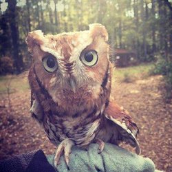 Piedmont Wildlife Center - Otus, the Eastern screech-owl at Piedmont Wildlife Center