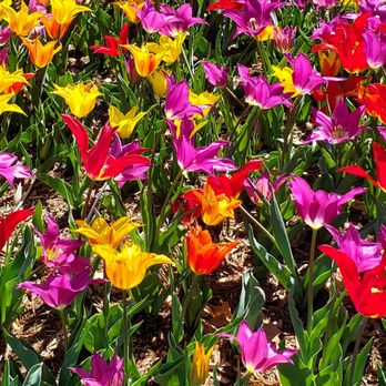 Myriad Botanical Gardens - Botanical Gardens Near Me - Oklahoma City, Oklahoma