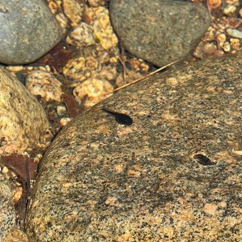 Kancamagus Highway - Tadpole! - Hiking Near Me - Conway, New Hampshire Kancamagus Highway - Tadpole! - Hiking Near Me - Conway, New Hampshire