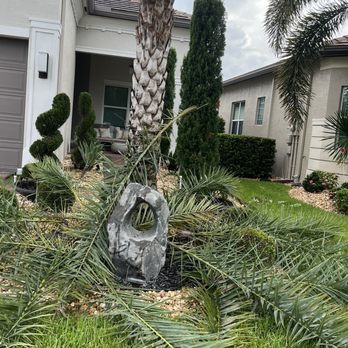 J M Landscaping - a palm tree in a front yard - Landscaping Near Me J M Landscaping - a palm tree in a front yard - Landscaping Near Me