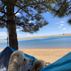 Stratton Open Space - My lovely mini-poodles