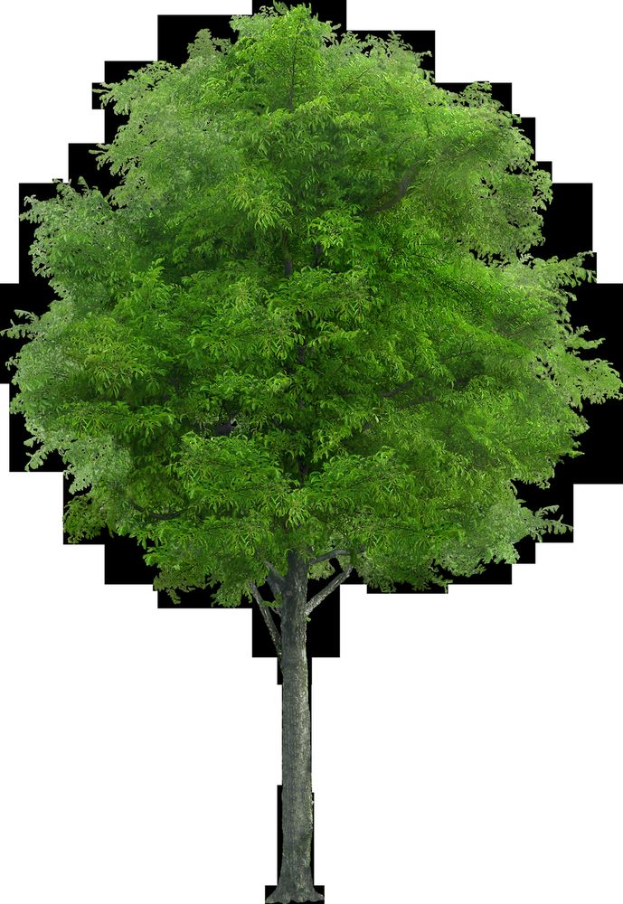 Allen County Tree Service - tree service in Fort Wayne, IN