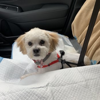 U Dirty Dog - After hair cut- so cute! - Pet Groomers Near Me - Arlington, Texas U Dirty Dog - After hair cut- so cute! - Pet Groomers Near Me - Arlington, Texas