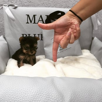 Tiny Paws - Teacup Yorkie For Sale - Pet Stores Near Me - Miami, Florida Tiny Paws - Teacup Yorkie For Sale - Pet Stores Near Me - Miami, Florida