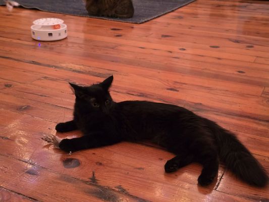 Mac Tabby Cat Cafe - Charlotte by null