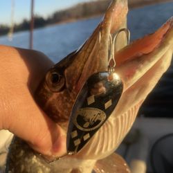 Licensed To Kill - Fishing hook give away.