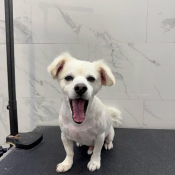 Happy Tails - Pet Groomers Near Me - Los Angeles, California