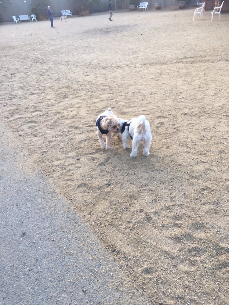 Eureka Valley Dog Park